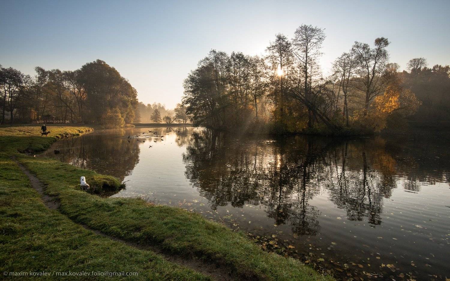 kuzminki, animal, autumn, dog, gauze, haze, island, morning, nature, panorama, park, plant, pond, sunrise, tree, water, берта, кузьминки, вода, восход, дерево, дымка, животное, осень, остров, панорама, парк, природа, пруд, пёс, собака, спаниель, туман, ут, Максим Ковалёв