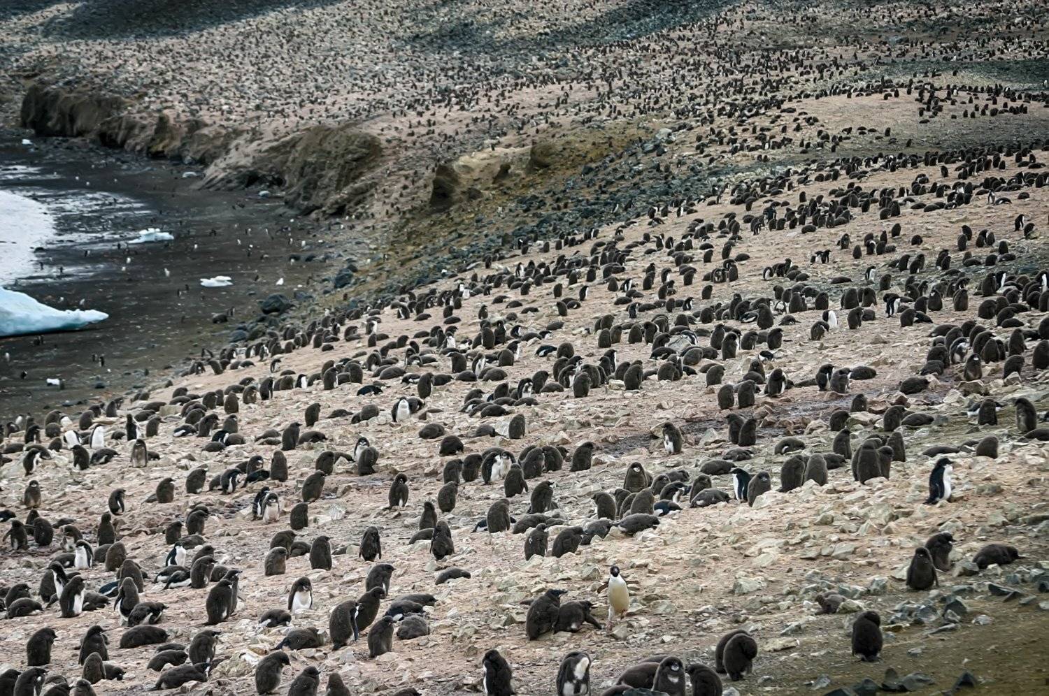 , Николай Шелепов