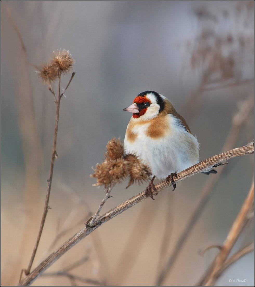 птица,щегол,захолодало, Александр Чувилин