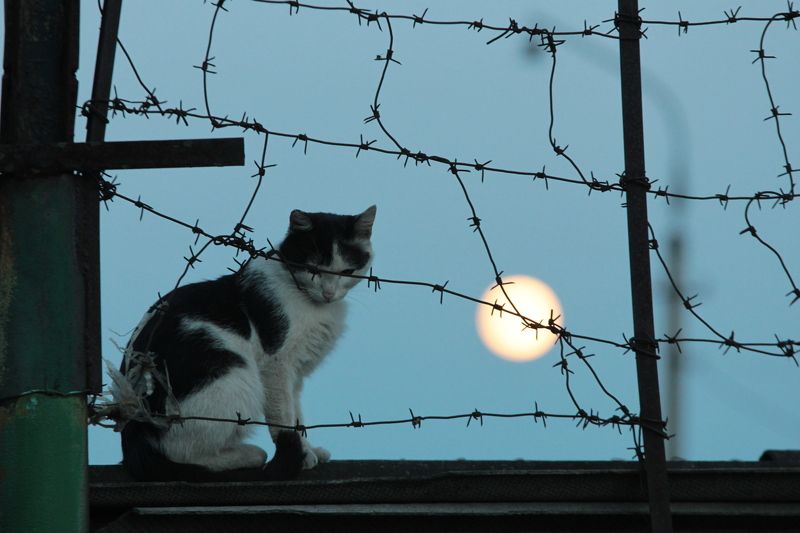 кот  фото превью