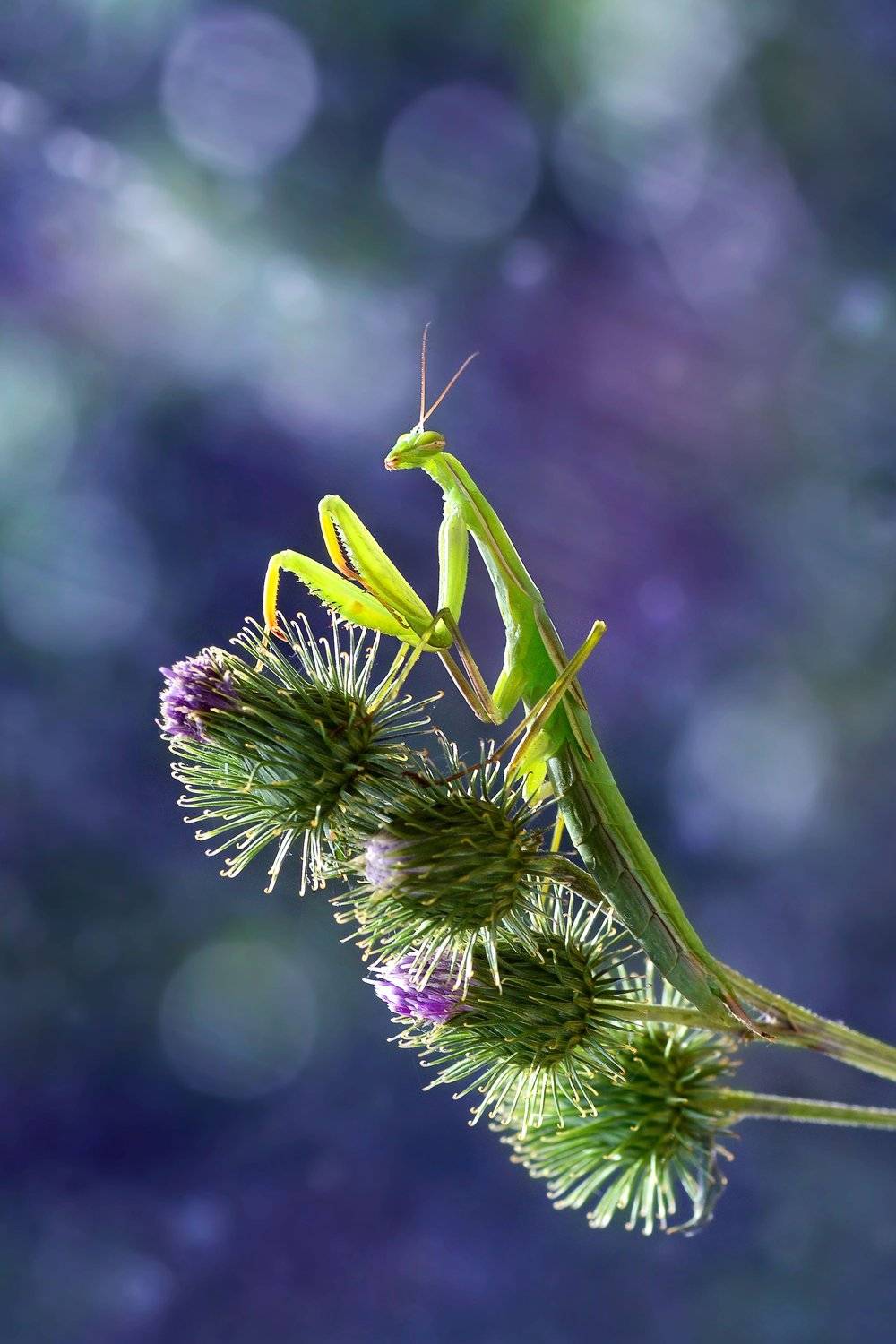 Богомол, макро, природа, сиреневый, чертополох , Чернобай Анна