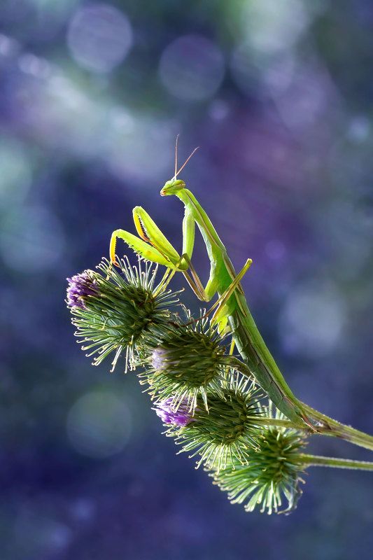 Богомол, макро, природа, сиреневый, чертополох   фото превью