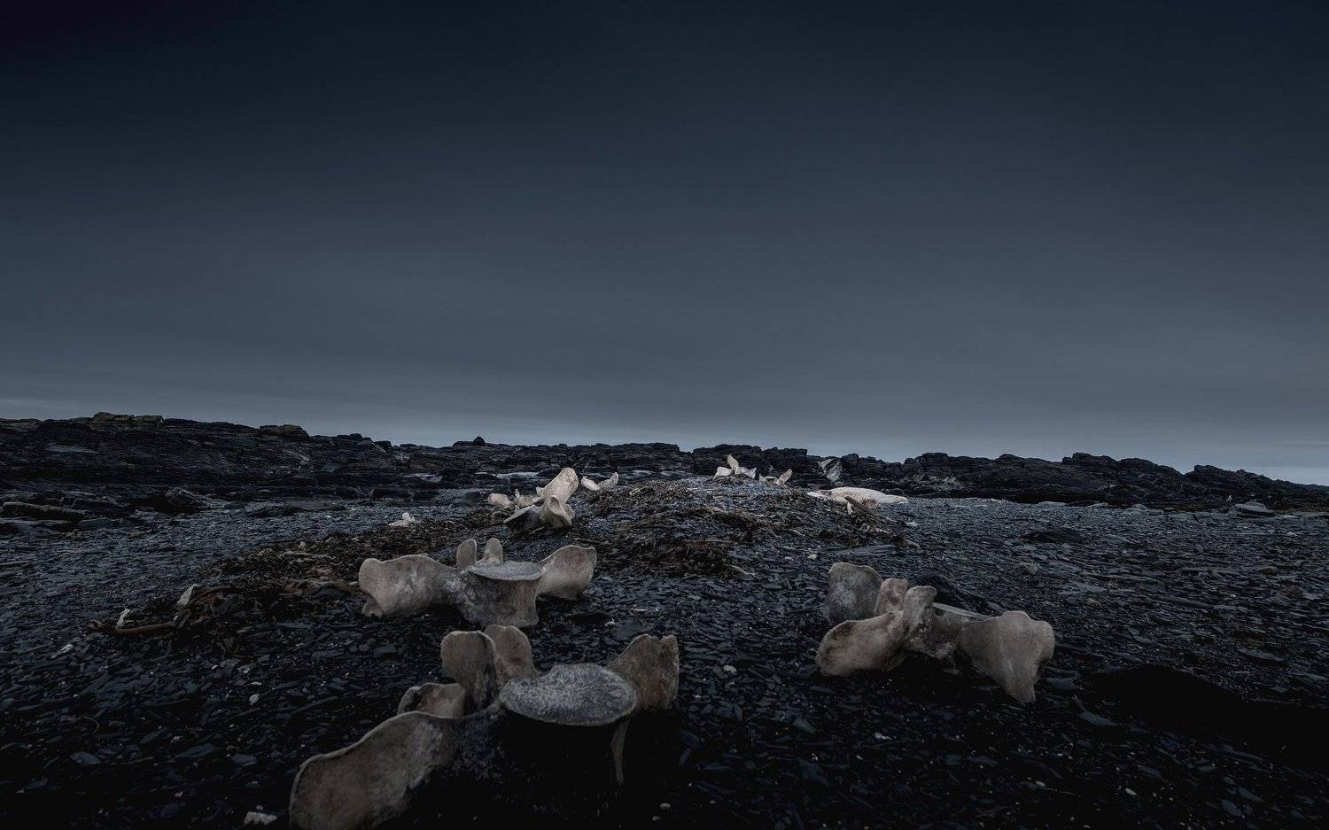 whale, bones, nature, arctic, north, полуостров рыбачий,, ShootYourStyle