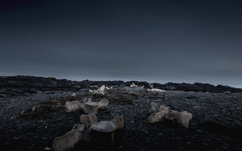 whale, bones, nature, arctic, north, полуостров рыбачий, whale фото превью