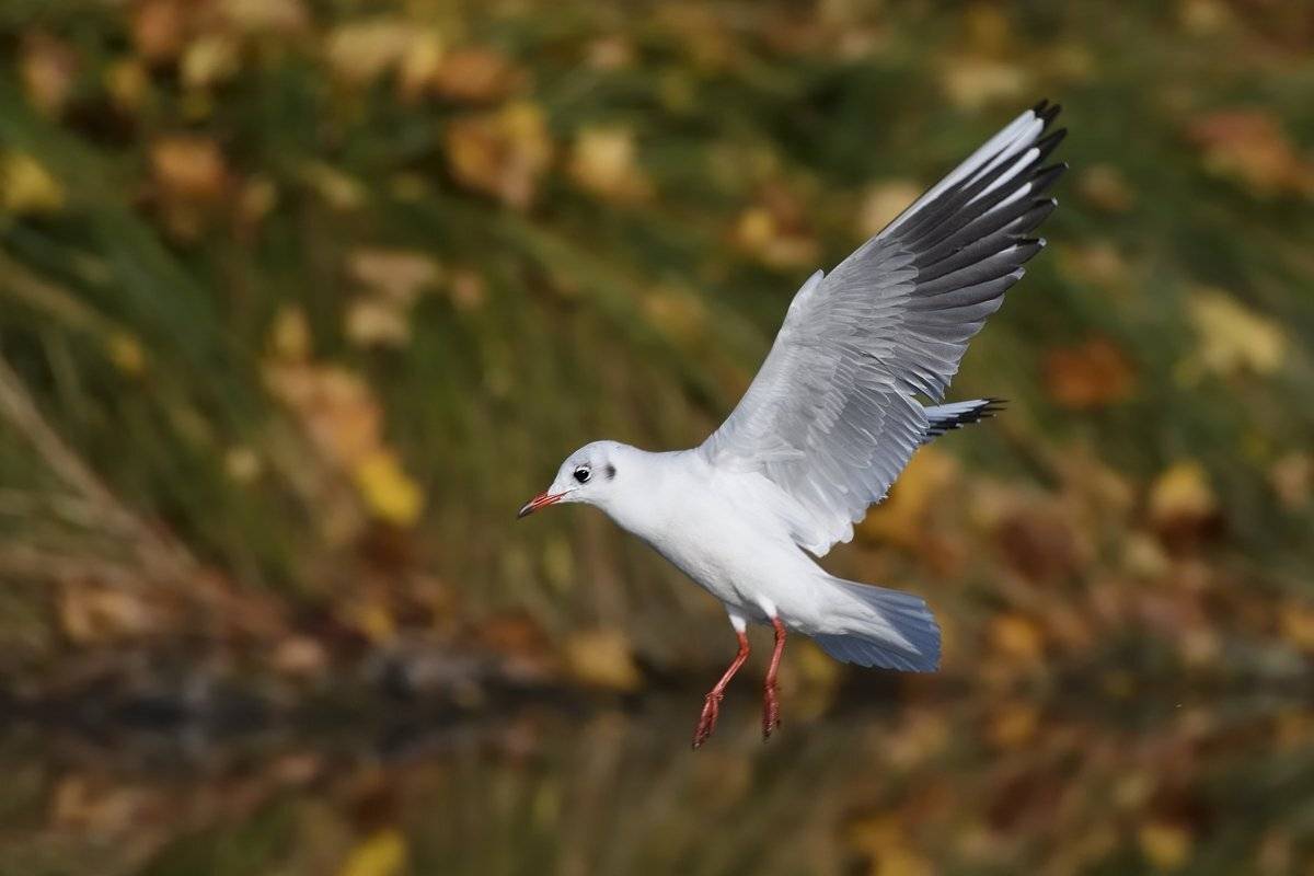 птицы birds, Jaroslav Mego