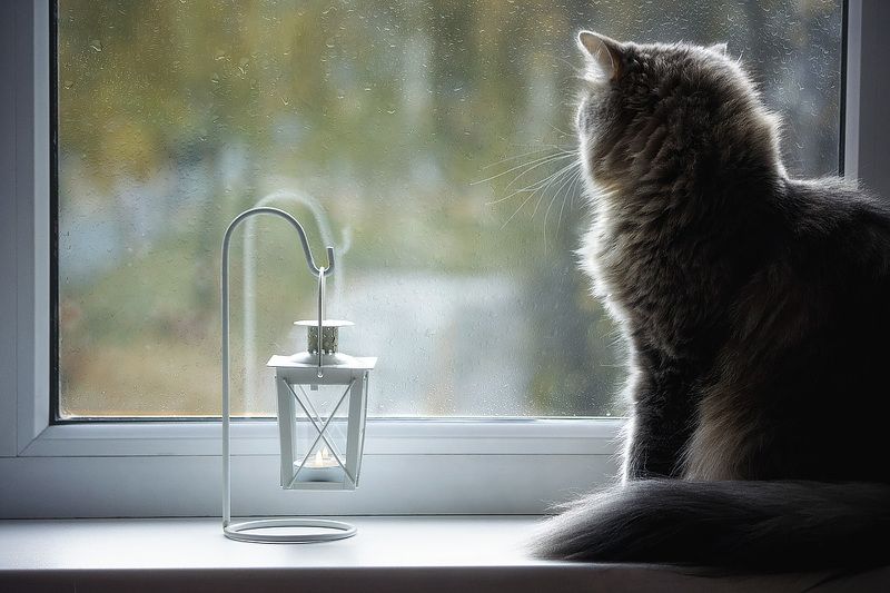 Загрустила кошка, сидя у окошка... фото превью