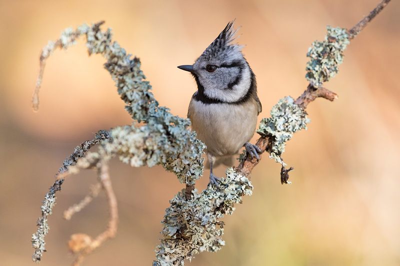 Про гренадерку фото превью