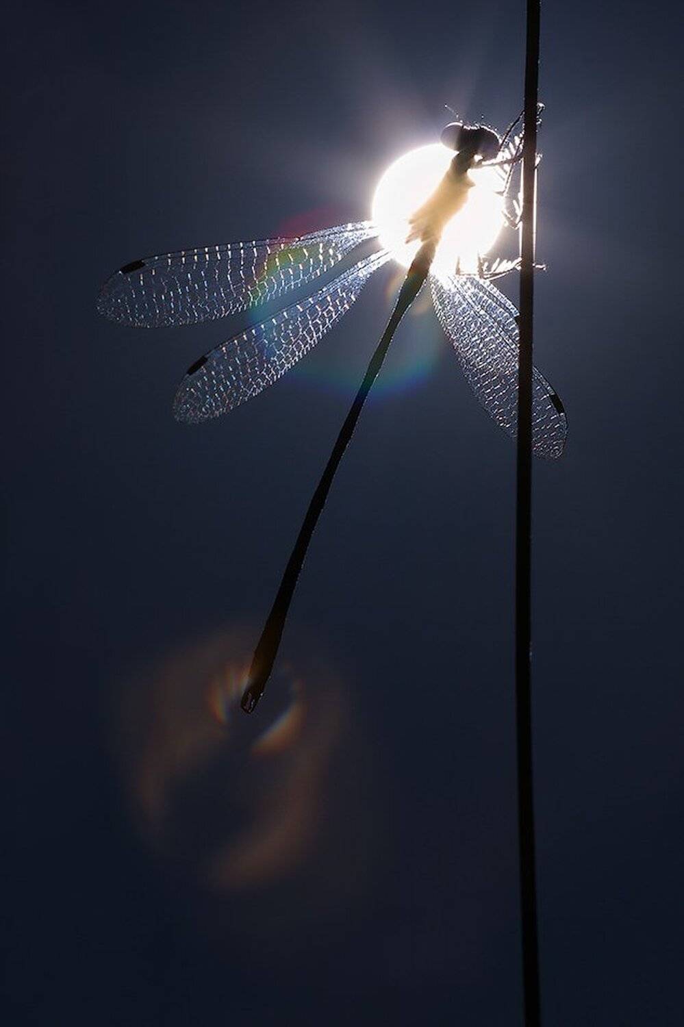 macro,макро, Евгений Лукашук