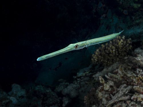 Trumpet fish
