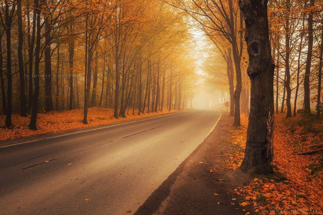 forest, poland, polish, landscape, trees, light, awesome, shadows, fog, mist, beautiful, bend, colours, road, street, Tomasz Wieczorek