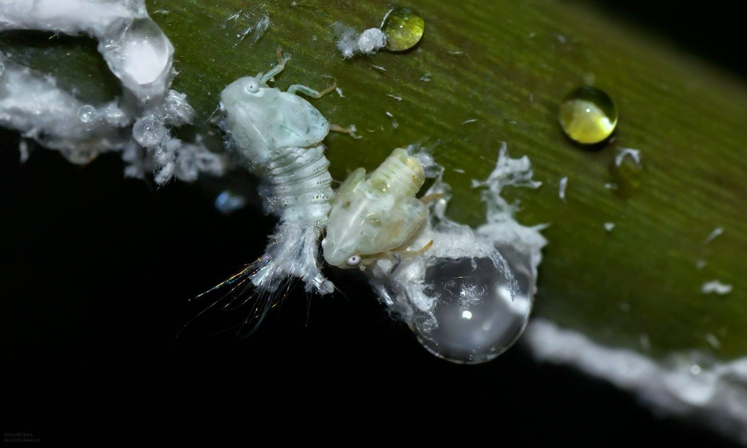 макро, природа, насекомые, цикадка, личинка, нимфа,  вредители, macro, nature, insects, cicadas, larva, nymph, pests,, Тараненко Анжелика