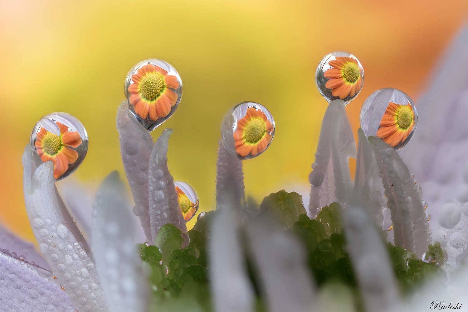 , Roberto Aldrovandi