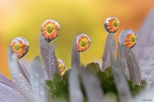 Dew sculptures