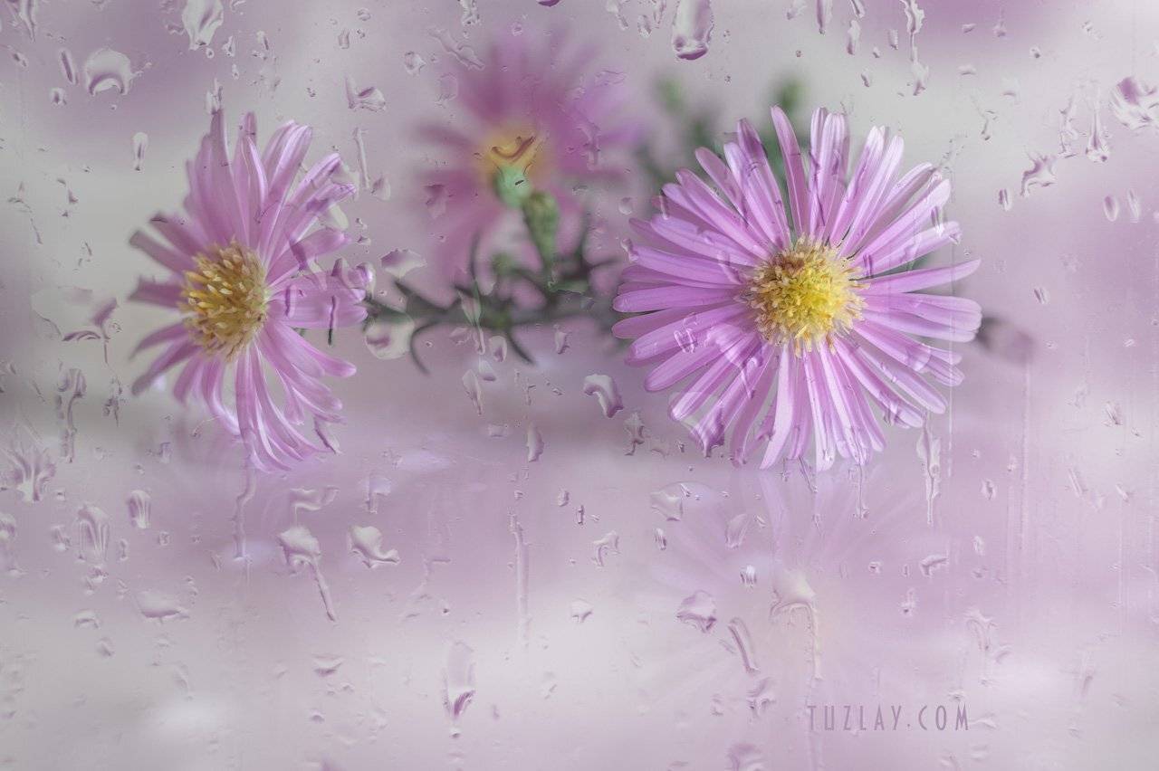 астры, кустовые астры, сентябринки, сентябрики, Владимир Тузлай