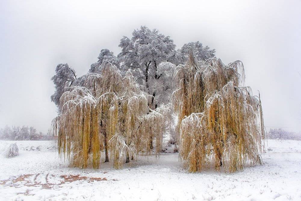 осень, Элина Магалимова
