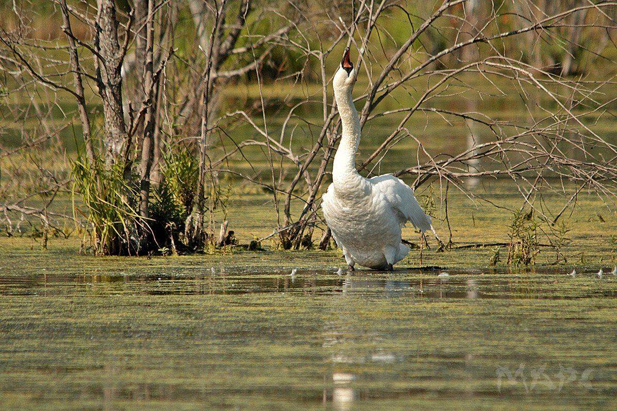 животные, птицы, , лебедь, шипун, озеро, Шангареев Марс