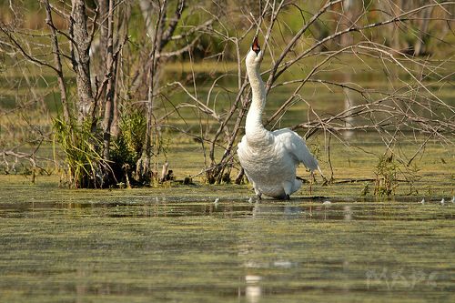 На диком пруду
