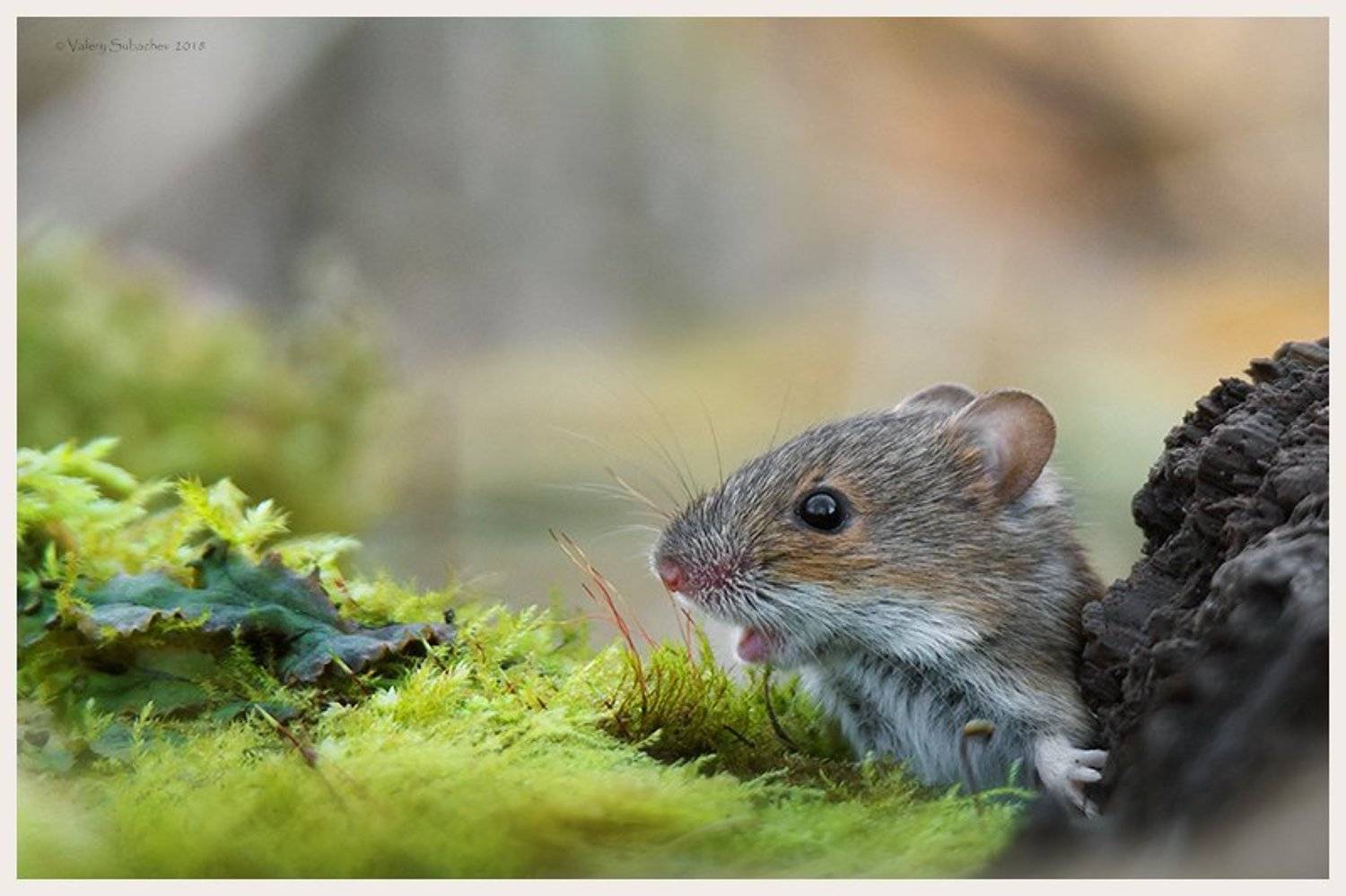, Валерий Субачев
