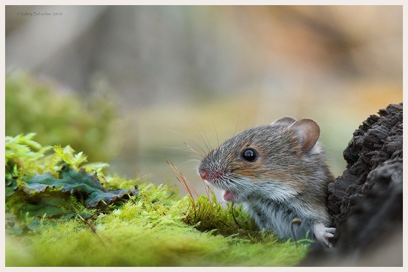 Горлопан фото превью
