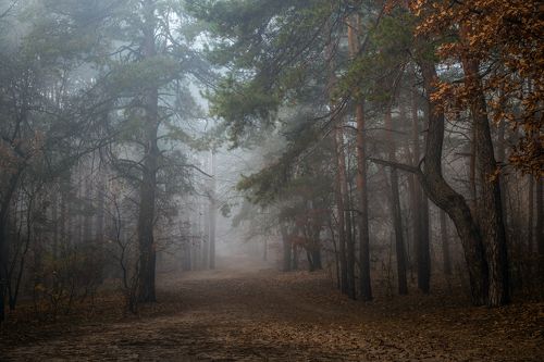 Плывут туманы белые