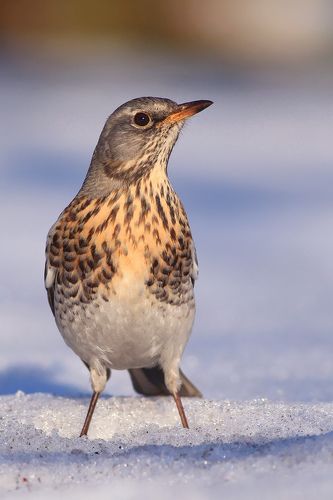 The Fieldfare