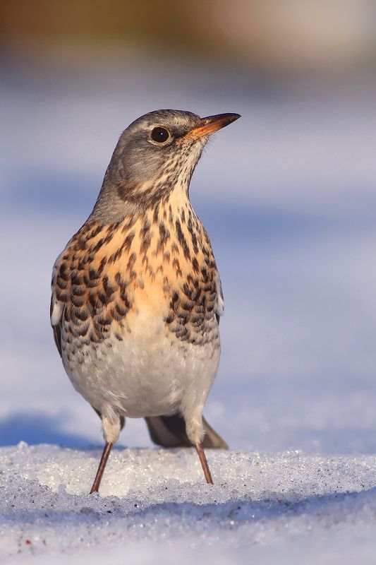 bird,wildlife,nature,afternoon,tree,color,scene,birds,wild,beauty,winter,garden,background,scenery,snow The Fieldfare фото превью