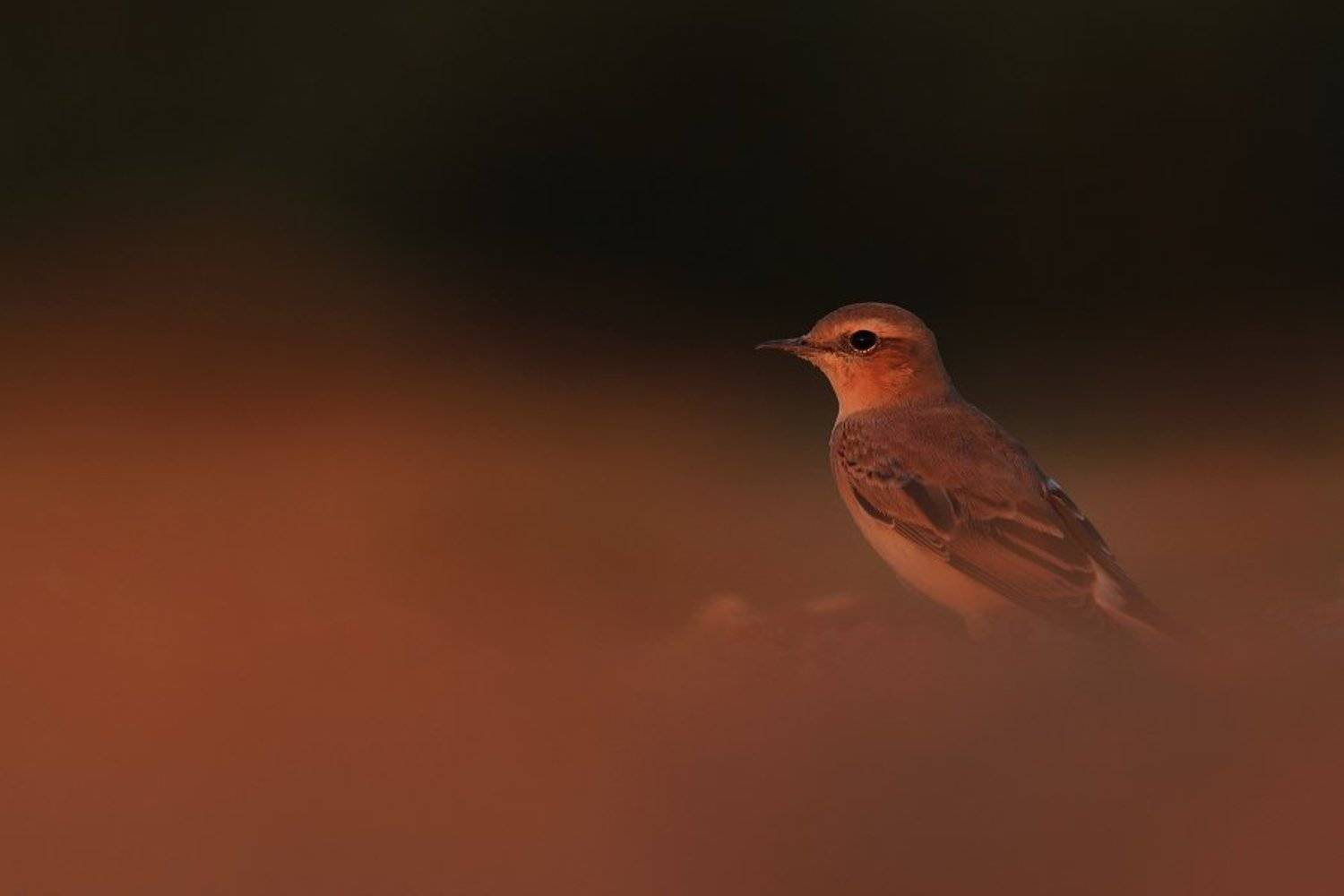 bird,wildlife,nature,red,night,sunset,color,scene,birds,wild,beauty,summer, Piotr G&oacute;rny
