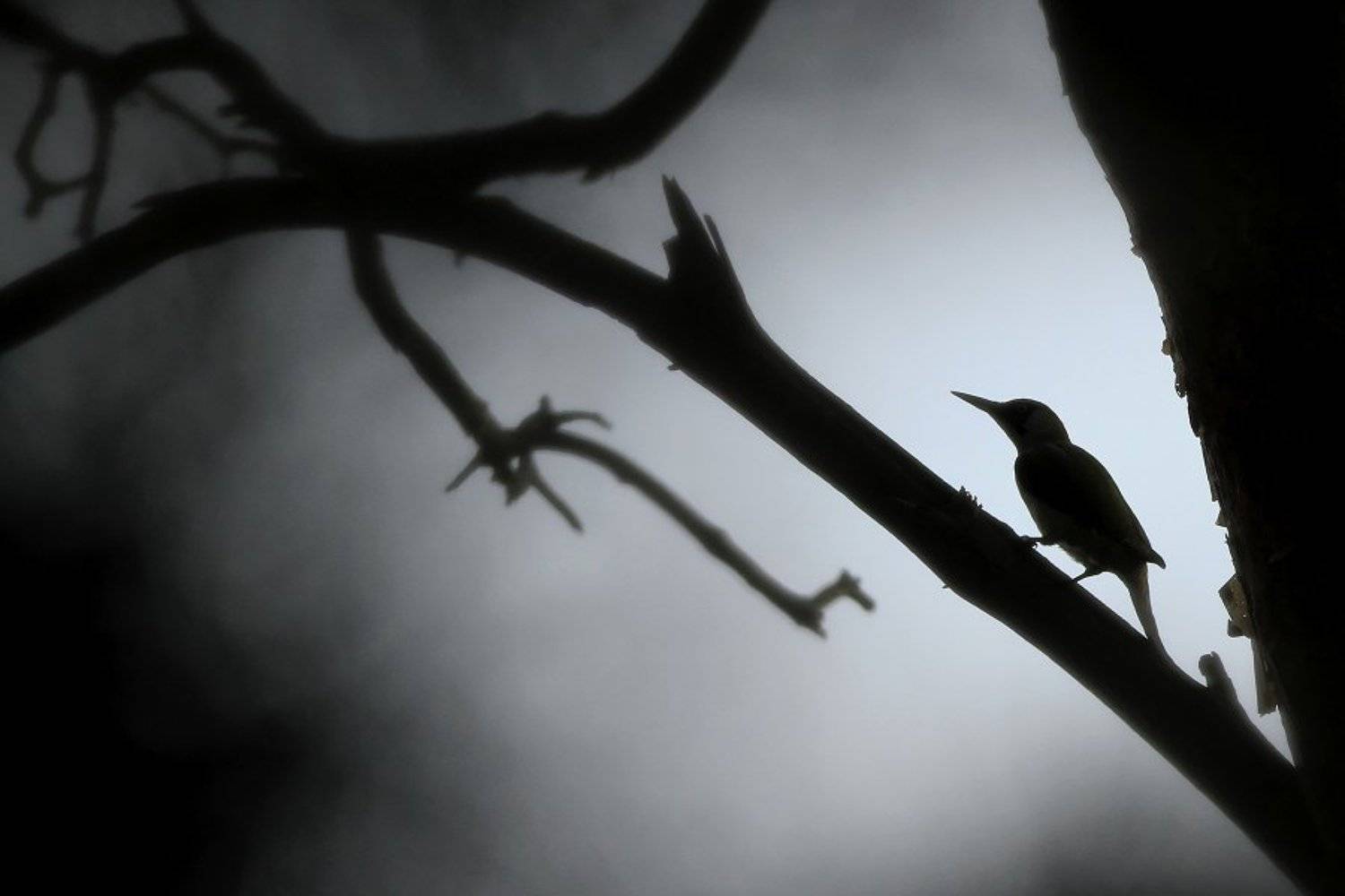 bird,mist,morning,wildlife,nature,beautiful,scene,woods,forest,wood,scenery,spring,wild,beauty,birds,light,dawn, Piotr G&oacute;rny