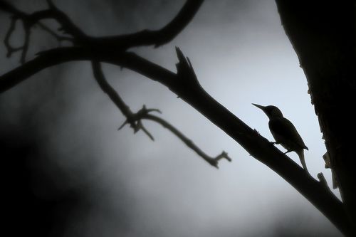 The Woodpecker