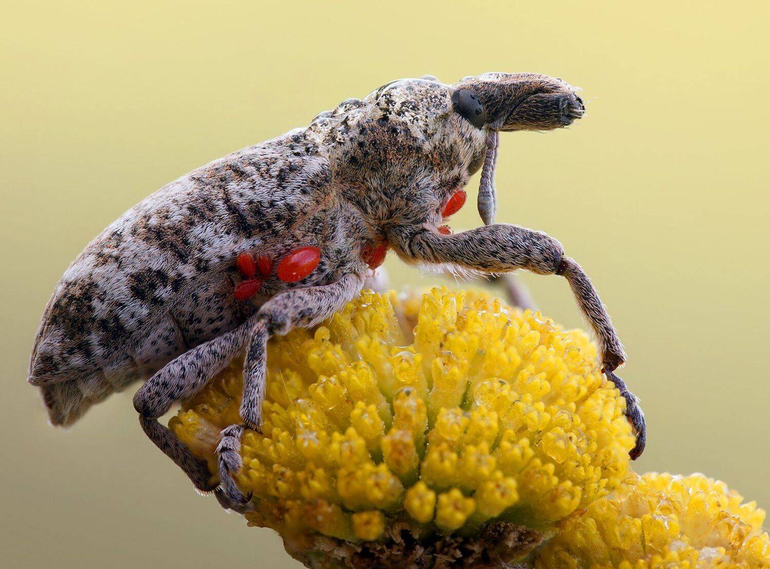 , Кузнецов Дмитрий