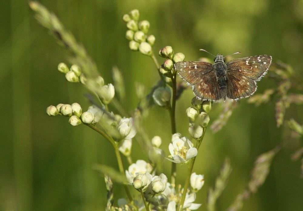 Бабочка, Чепленко Алексей