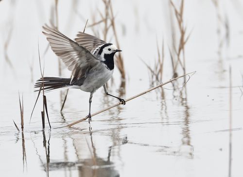 Motacilla alba/ White wagtail