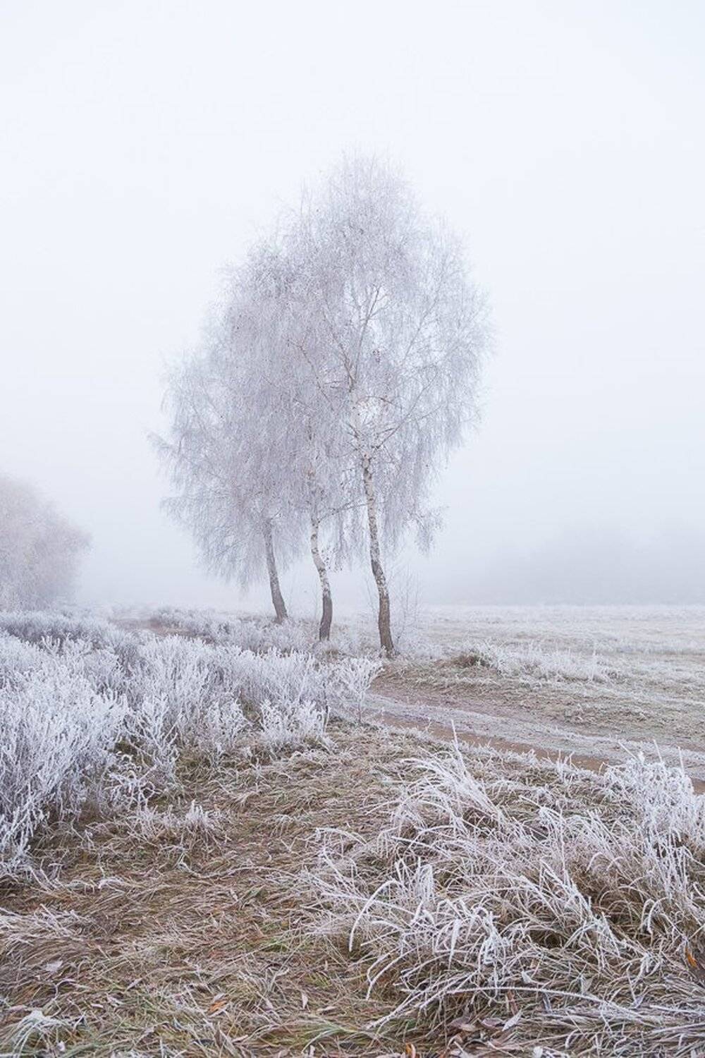 , Александр Подрез