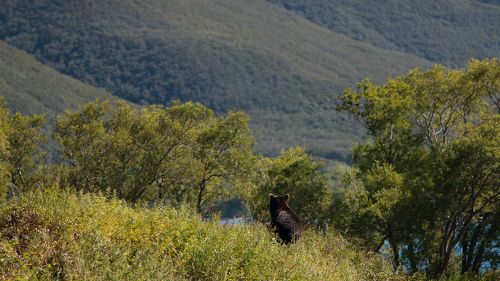 Медвежий край