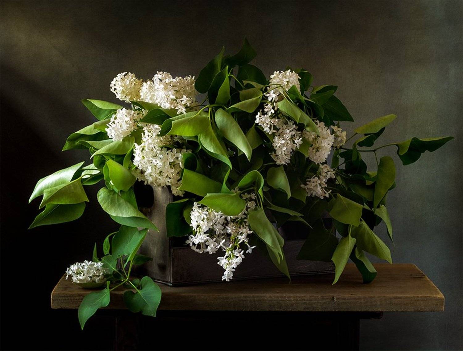 натюрморт, цветы, still life, Оля