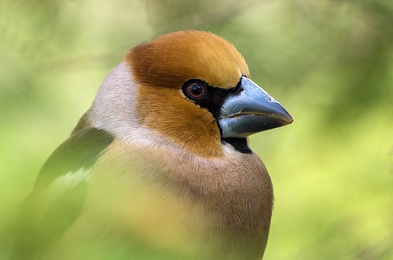 природа, фауна, пернатые, птицы, дубонос Портрет на соседней ветке фото превью