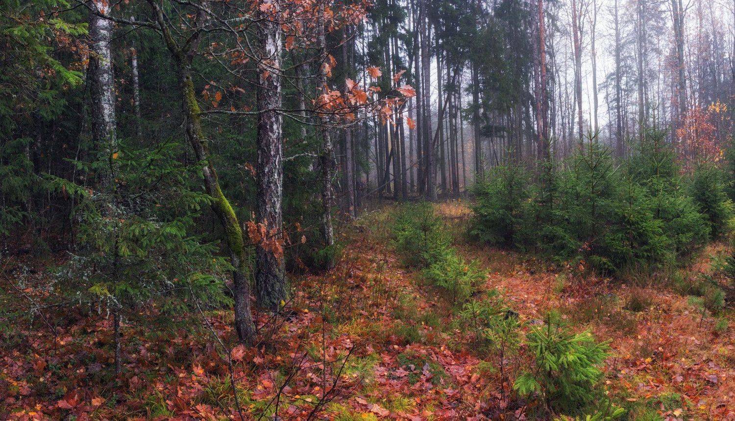 ноябрь, лес, осень,, Сергей Шабуневич