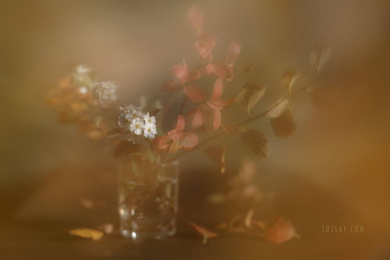 спирея, осень, спирея в ноябре, Владимир Тузлай