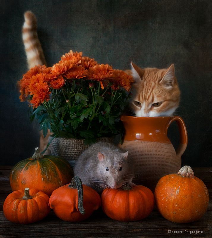 Один серенький среди моря рыжести фото превью