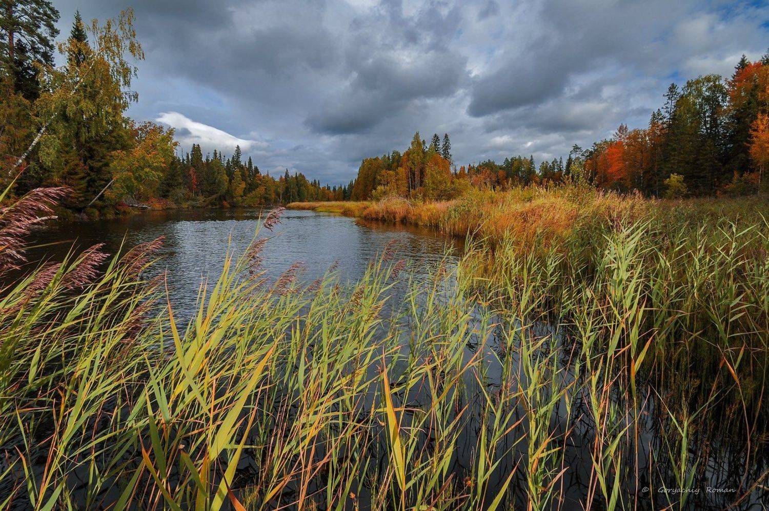 великий двор, вологодчина, кема,север, осень, река, лес, Роман Горячий
