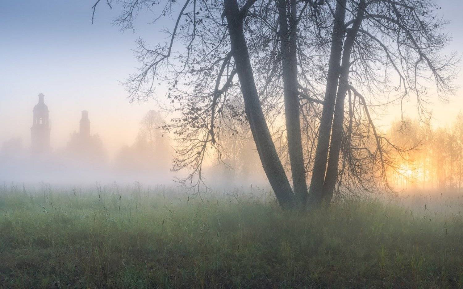 утро, туман, дерево, осень, Дмитрий Медянцев