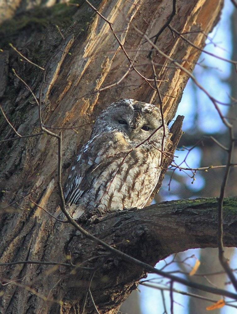 , Михаил Крюков