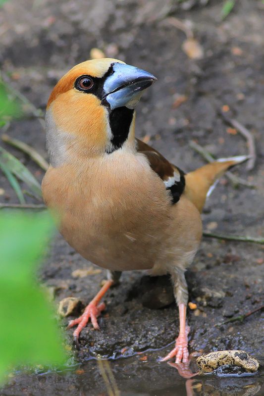 bird,morning,wildlife,nature,color,beautiful,scene,water,scenery,spring,wild,beauty,birds,light The Hawfinch фото превью