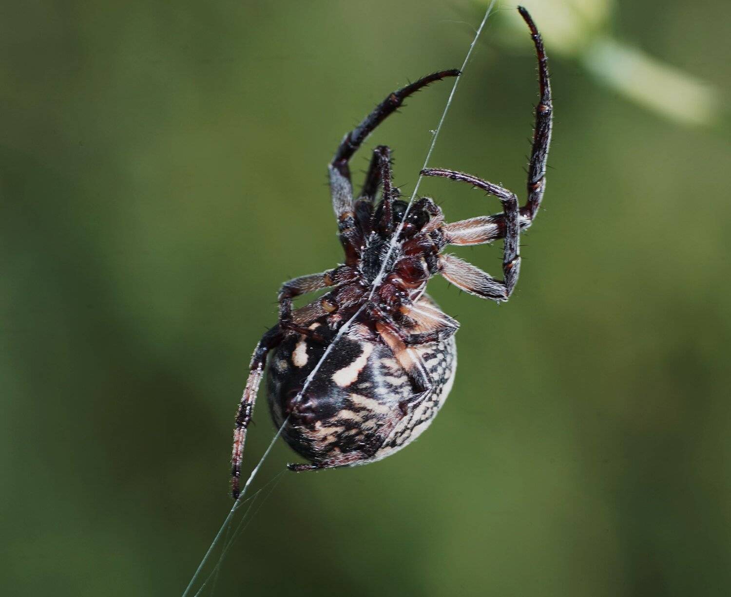 , Красимир Георгиев