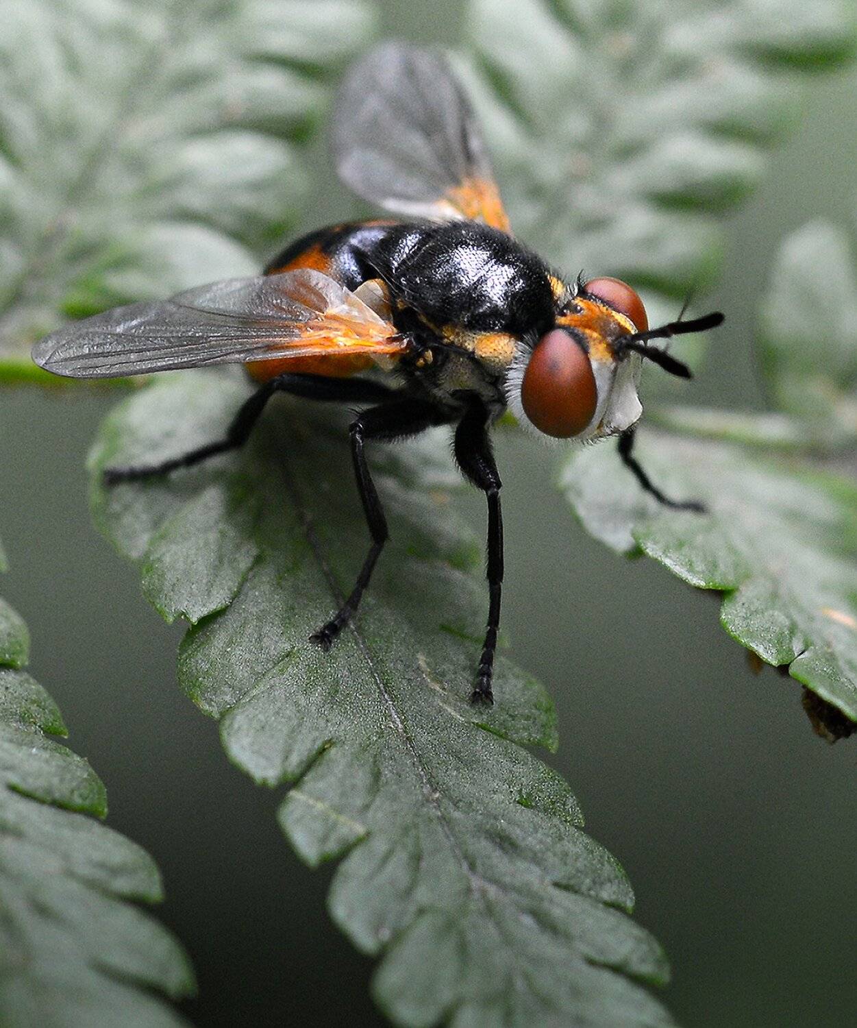 природа, макро, насекомые, ежемуха, Неля Рачкова