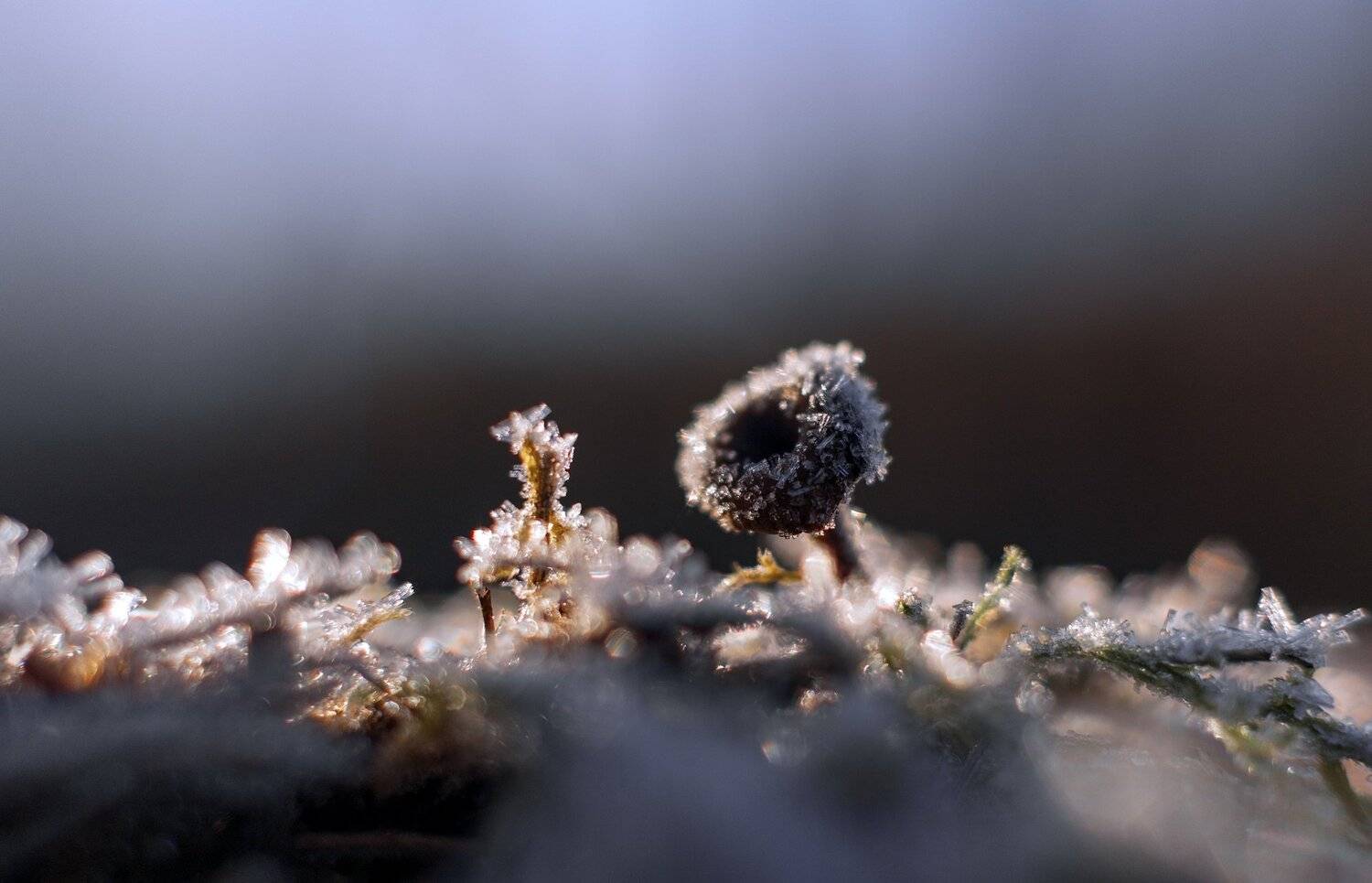 осень, природа, беларусь, лес, Sixten ( Сергей )