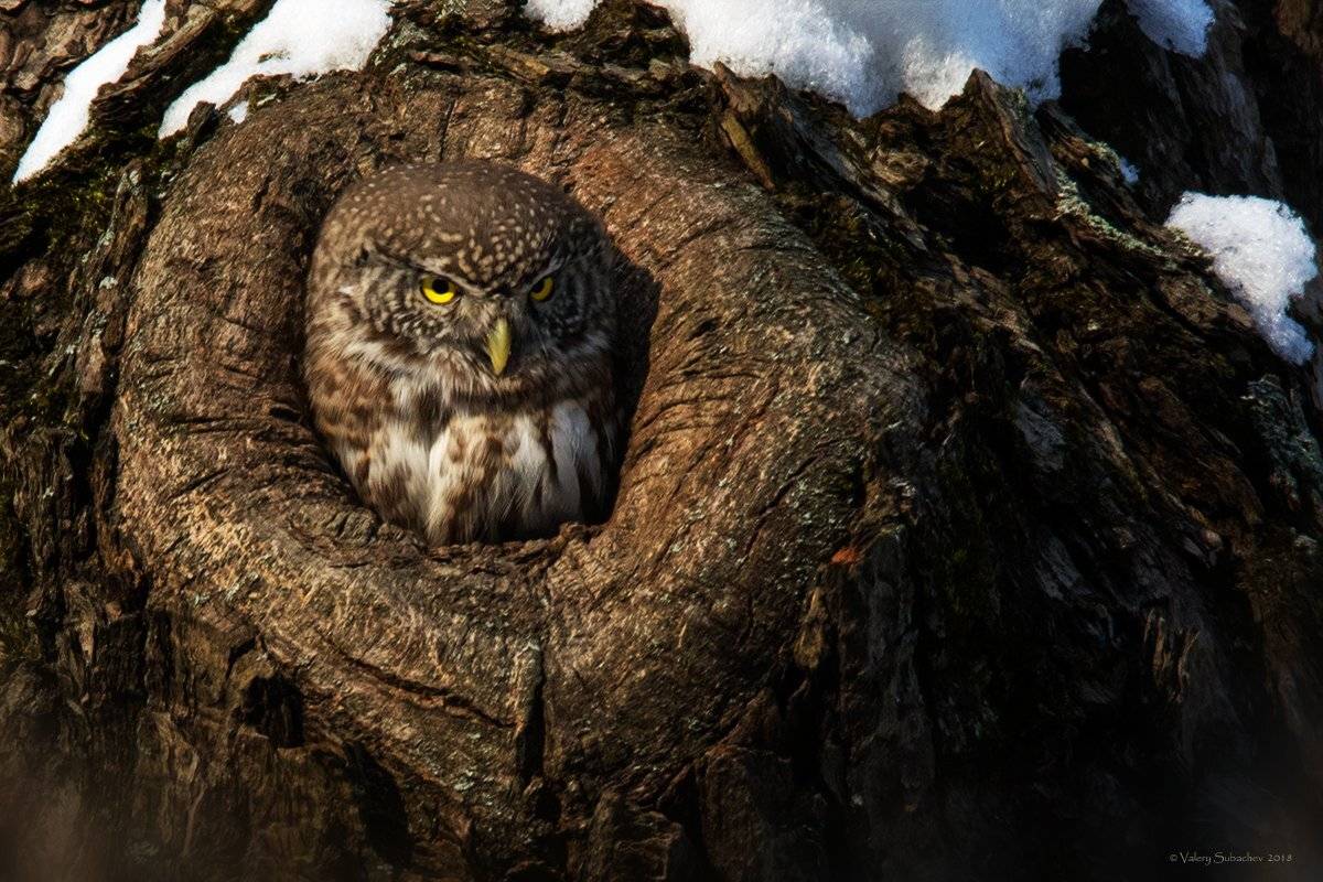 , Валерий Субачев