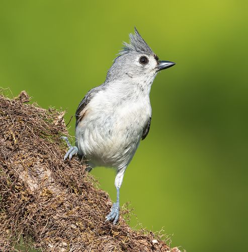 Острохохлая синица -Tufted Titmouse