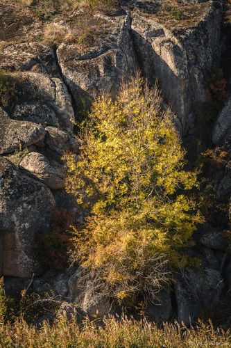 Дерево в окружении камней. Актовский каньон.