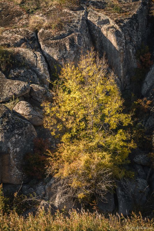 осень, желтый, закат, вечер, природа, свет, солнечный свет, контраст, дерево Дерево в окружении камней. Актовский каньон. фото превью